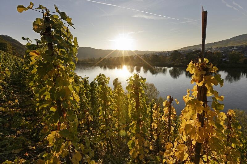 Sonnenuntergang im Weingut Martin Müllen